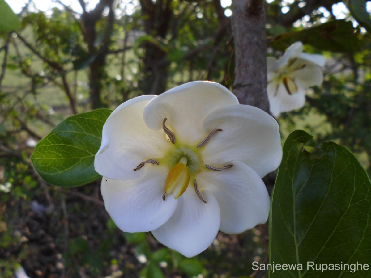 Tamilnadia uliginosa (Retz.) Tirveng. & Sastre